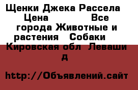 Щенки Джека Рассела › Цена ­ 10 000 - Все города Животные и растения » Собаки   . Кировская обл.,Леваши д.